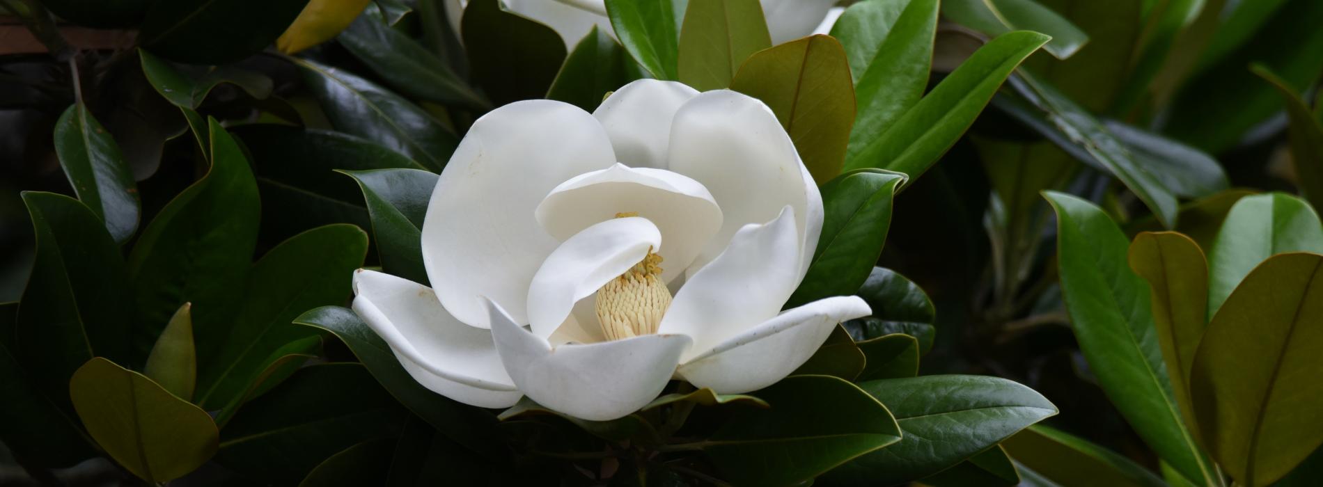 Magnolia